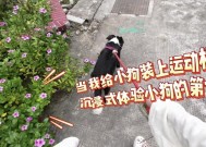 运动相机如何正确佩戴在狗狗身上？佩戴后效果如何？