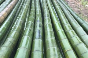 竹竿支架手机使用方法是什么？