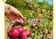 沈阳哪里买苹果手机最靠谱？正品保证的店铺推荐？