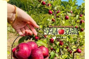 沈阳哪里买苹果手机最靠谱？正品保证的店铺推荐？