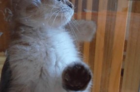笔记本电脑被猫压坏如何修复？有哪些应急措施？