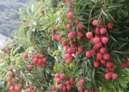 新华网携手王者荣耀直播带货“助荔”出圈 探索助农新思路