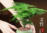 文竹电脑桌旁小盆栽的摆放技巧？