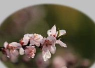 本溪哪里有回收数码相机的店铺？如何找到合适的回收点？
