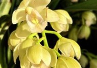 大花蕙兰的寓意象征是什么？简述大花蕙兰的花语是什么意思？