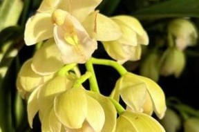 大花蕙兰的寓意象征是什么？简述大花蕙兰的花语是什么意思？