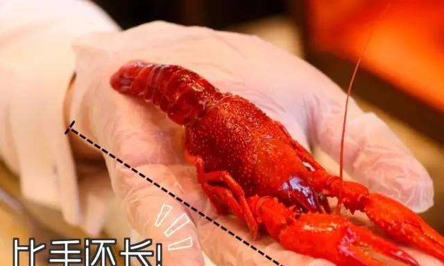龙虾如何正确放入冰箱冷冻保存？冷冻保存后如何解冻？  第2张