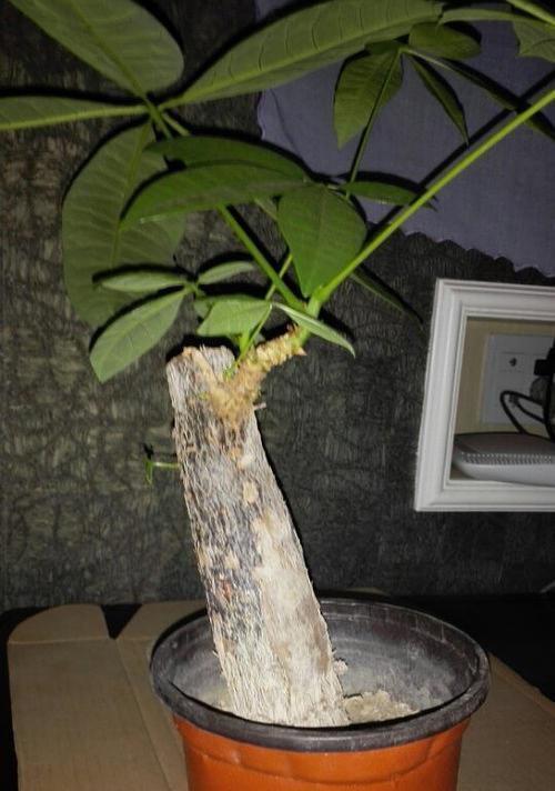 手机贴到树干拍照怎么办？如何保持稳定？  第2张