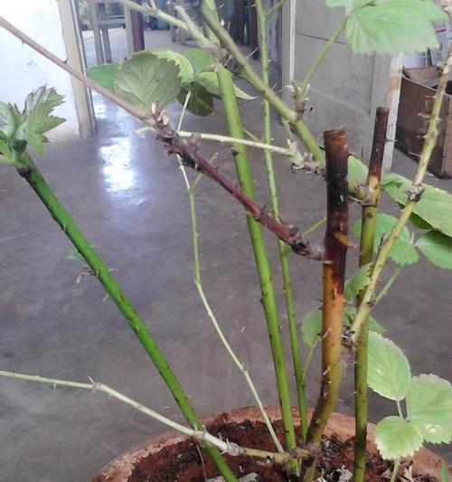 手机贴到树干拍照怎么办？如何保持稳定？  第1张