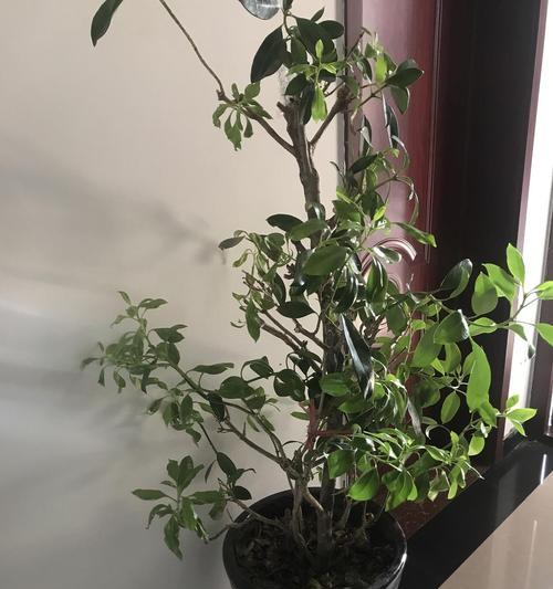 手机贴到树干拍照怎么办？如何保持稳定？  第3张