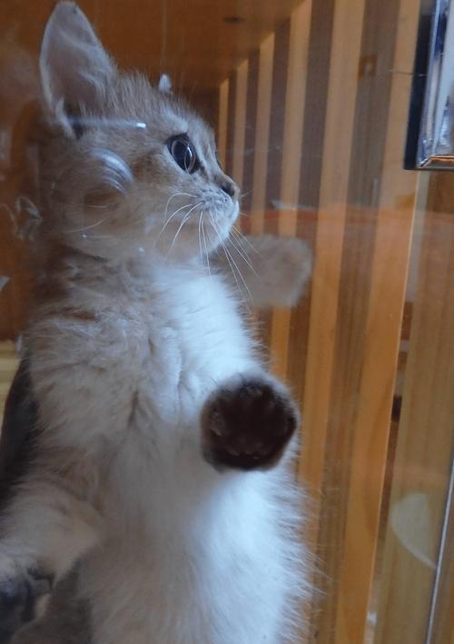 笔记本电脑被猫压坏如何修复？有哪些应急措施？  第1张