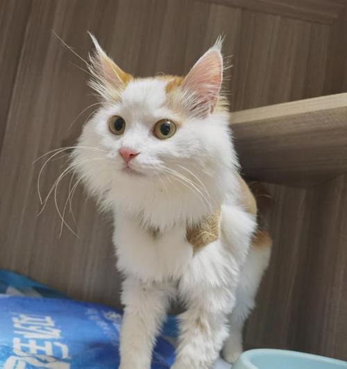 笔记本电脑被猫压坏如何修复？有哪些应急措施？  第3张