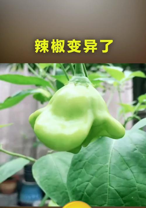 变异的摄像机怎么用手机拍照？如何操作才能拍出高质量照片？  第2张