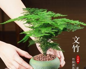 文竹电脑桌旁小盆栽的摆放技巧？  第1张