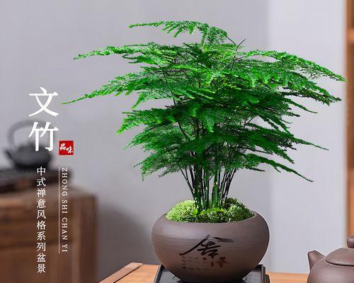 文竹电脑桌旁小盆栽的摆放技巧？  第3张