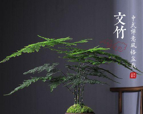 文竹电脑桌旁小盆栽的摆放技巧？  第2张