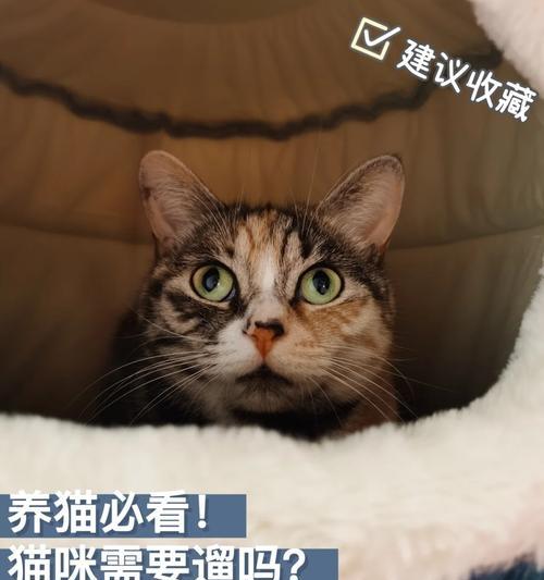智能手表如何使用视频功能遛猫？操作步骤详细吗？  第2张