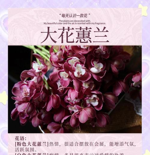 大花蕙兰的寓意象征是什么？简述大花蕙兰的花语是什么意思？  第3张