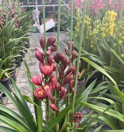 大花蕙兰的寓意象征是什么？简述大花蕙兰的花语是什么意思？  第2张