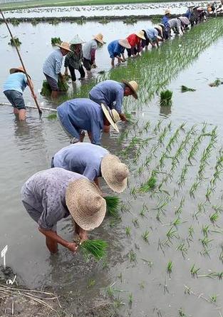 插秧场景转换器的使用方法是什么？  第1张